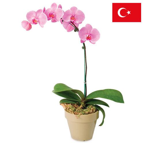 Орхидеи из Турции