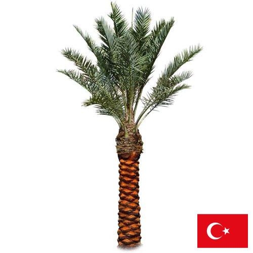 Пальмы из Турции