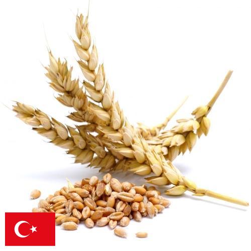 Пшеница из Турции