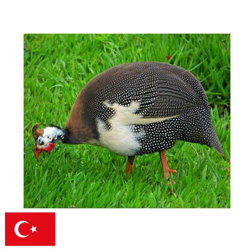 птица из Турции