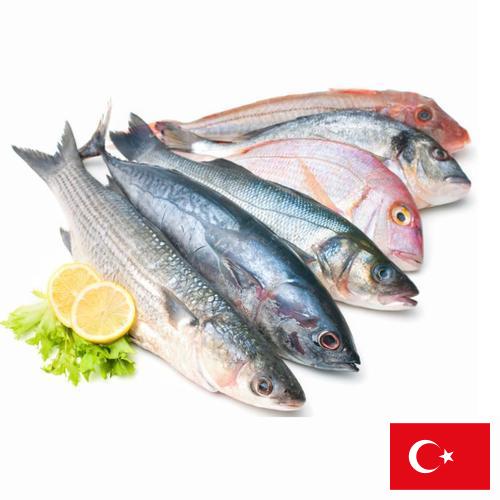 рыба и морепродукты из Турции