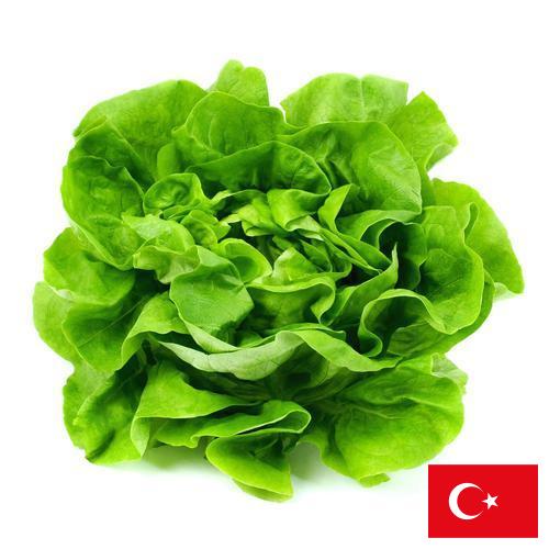 Салат латук из Турции
