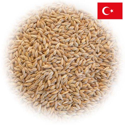 семена трав из Турции