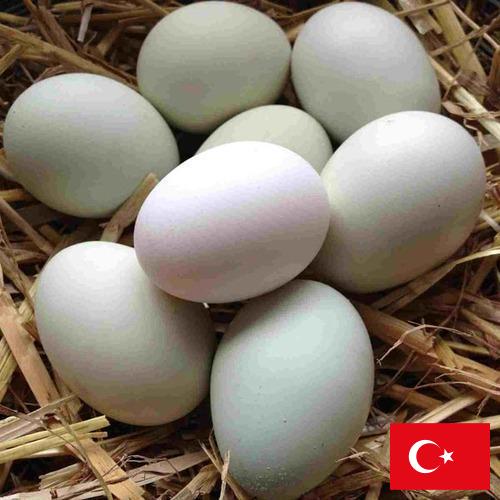 субпродукты птицы из Турции