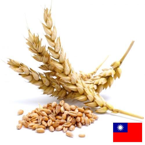 Пшеница из Тайваня