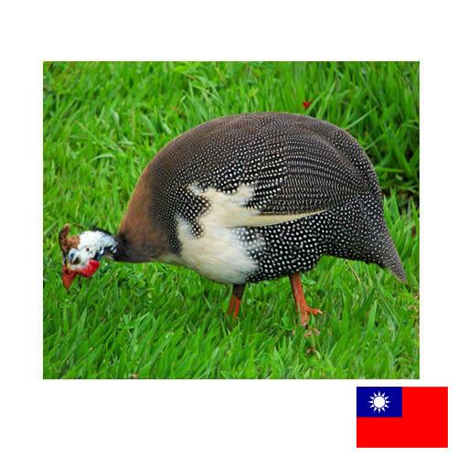 птица из Тайваня