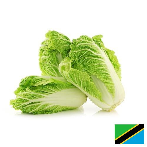 капуста пекинская из Танзании