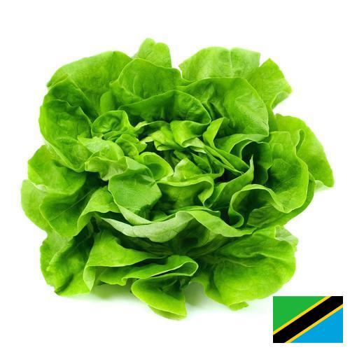 салат из Танзании