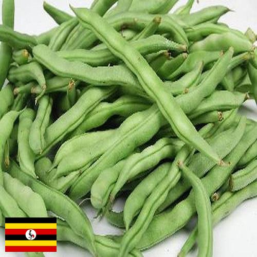 Бобы из Уганды