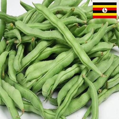Фасоль из Уганды