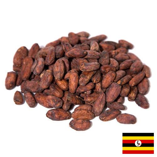 какао бобы из Уганды