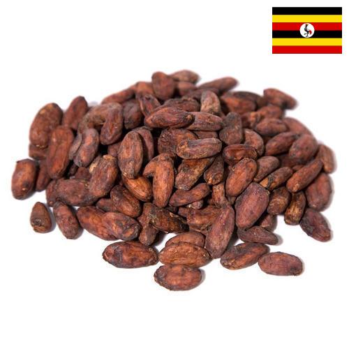 какао-бобы из Уганды
