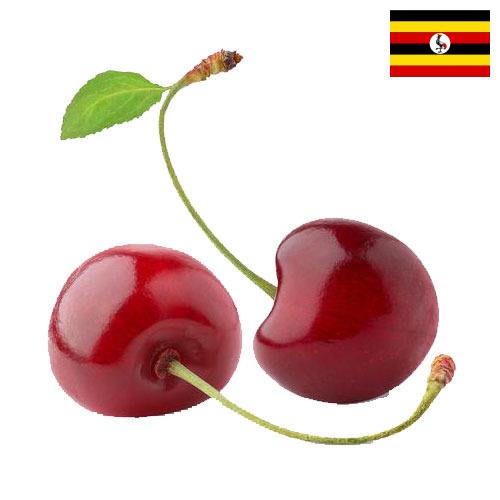 Вишня из Уганды