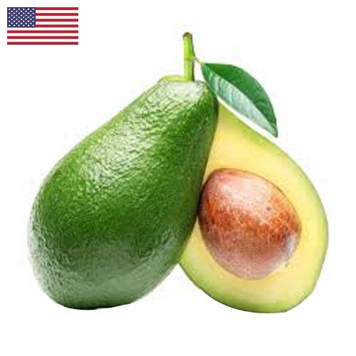 Авокадо из США