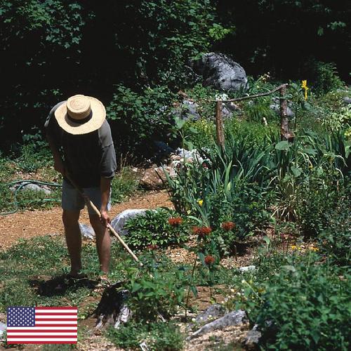 Цветы садовые из США