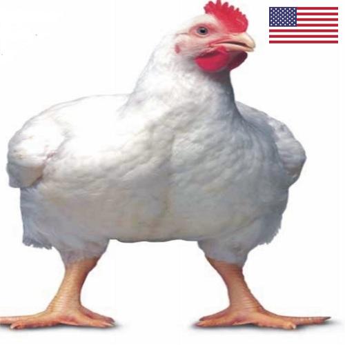 Цыплята-бройлеры из США