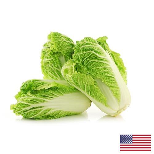 капуста пекинская из США