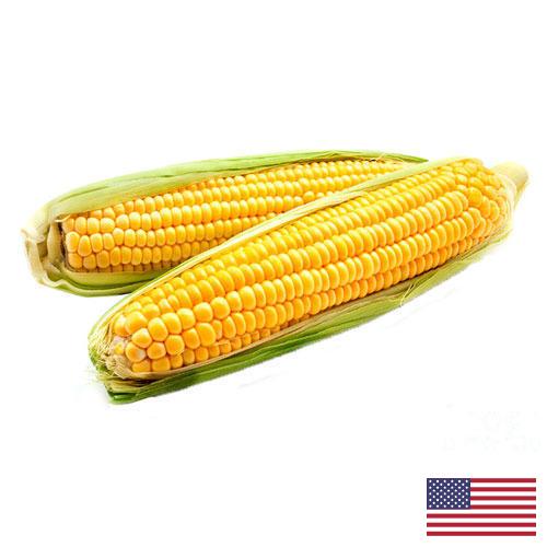 Кукуруза из США