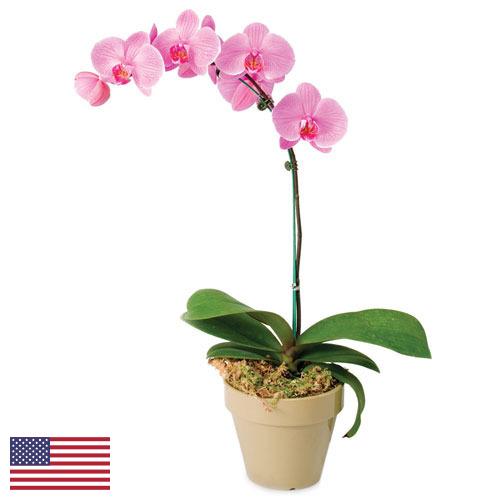 Орхидеи из США