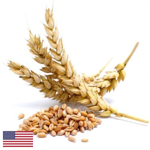Пшеница из США