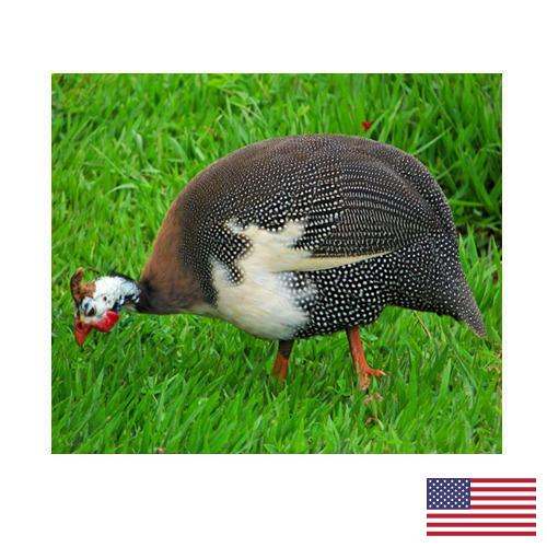 птица из США