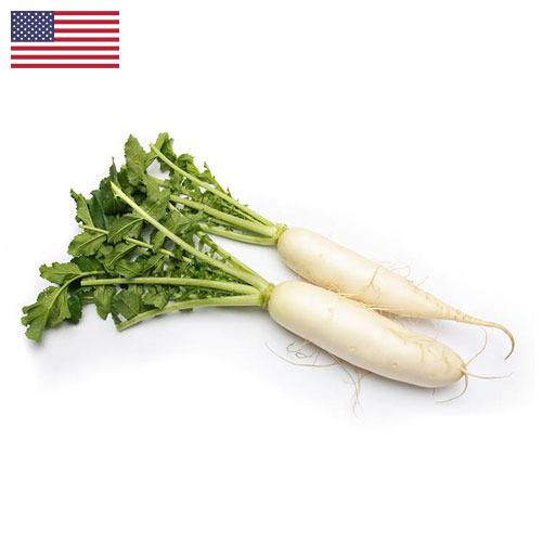 редиска из США
