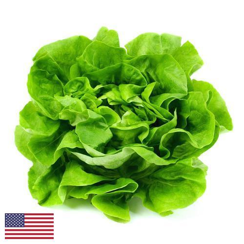 салат из США