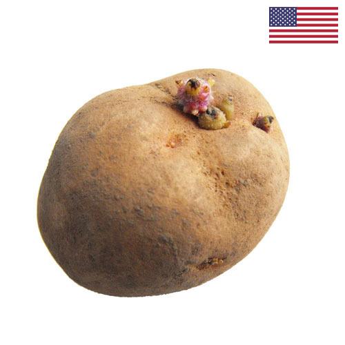 Семенной картофель из США