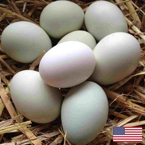 субпродукты птицы из США