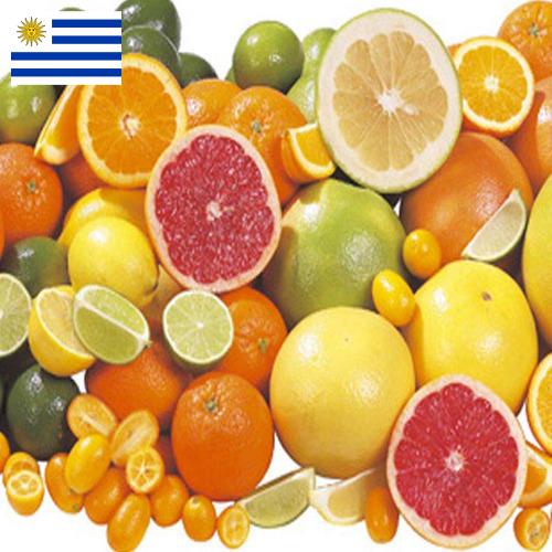 Цитрусовые фрукты из Уругвая