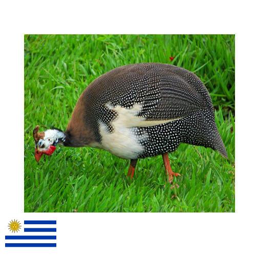 птица из Уругвая