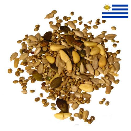 Семена из Уругвая