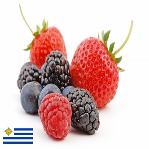 Ягоды из Уругвая