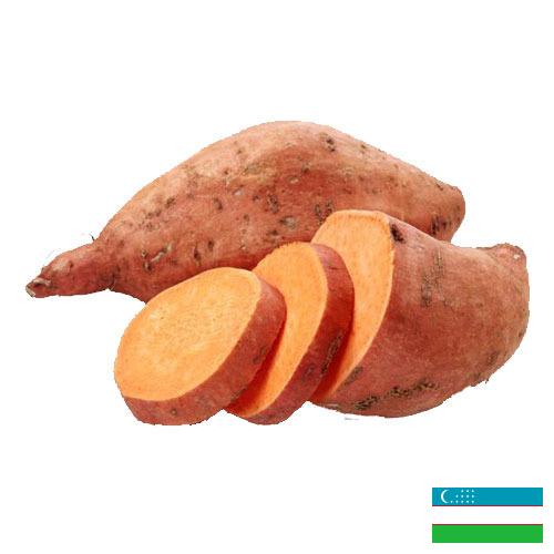 батат из Узбекистана