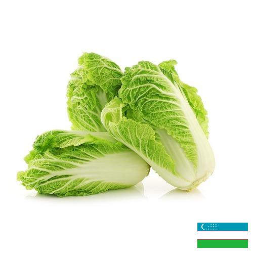 капуста пекинская из Узбекистана