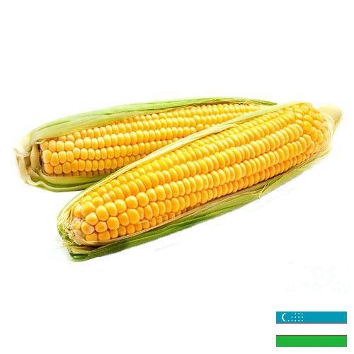 Кукуруза из Узбекистана