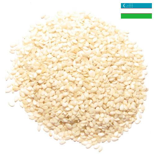 кунжут семена из Узбекистана