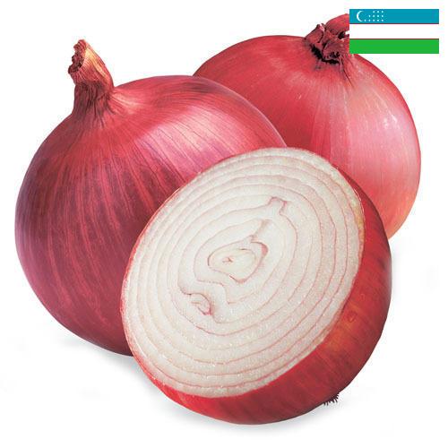 Лук красный из Узбекистана
