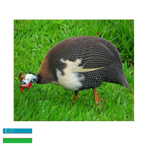 птица из Узбекистана