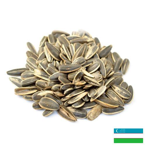 Семена подсолнечника из Узбекистана