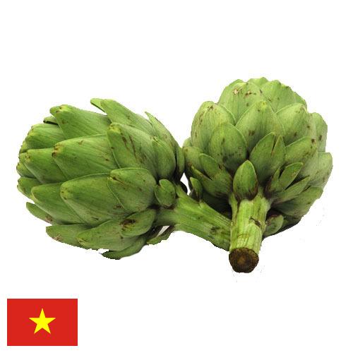 артишок из Вьетнама