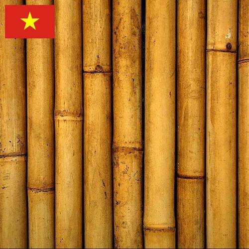 Бамбук из Вьетнама