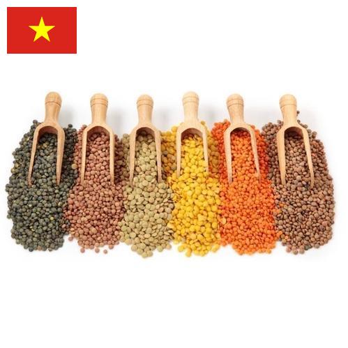 Бобовые культуры из Вьетнама