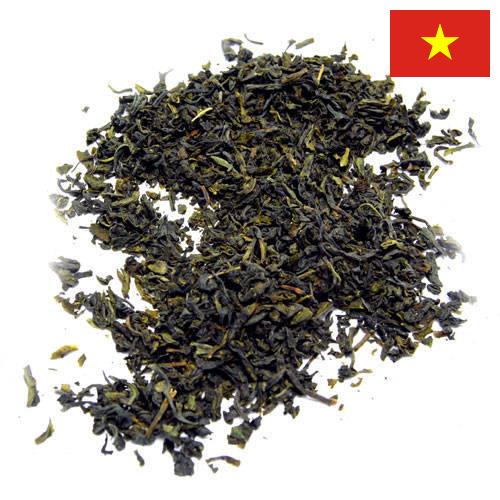 чай крупнолистовой из Вьетнама