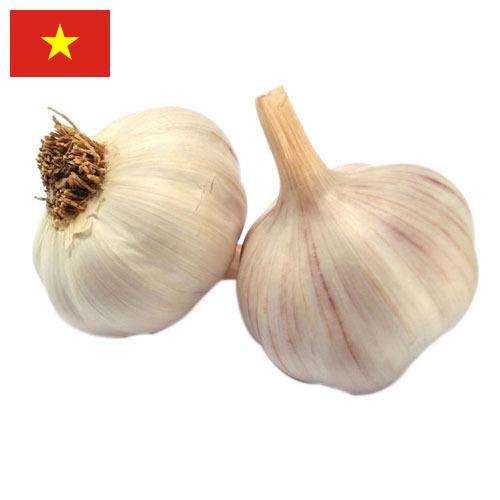 чеснок свежий из Вьетнама