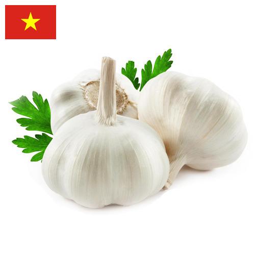 Чеснок из Вьетнама