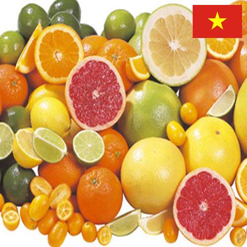 Цитрусовые фрукты из Вьетнама