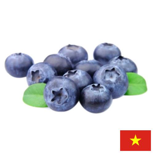 Голубика из Вьетнама