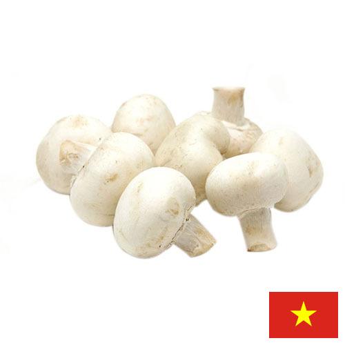 Грибы белые из Вьетнама