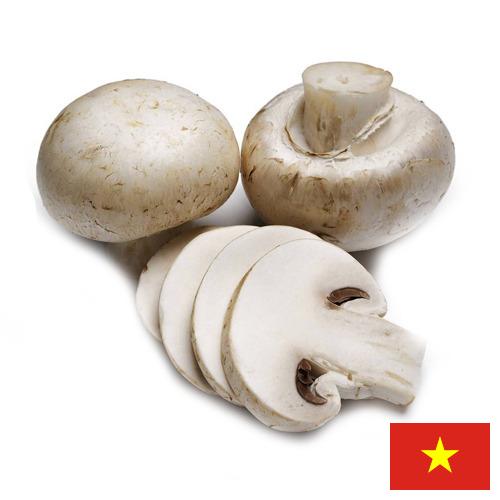 Грибы из Вьетнама